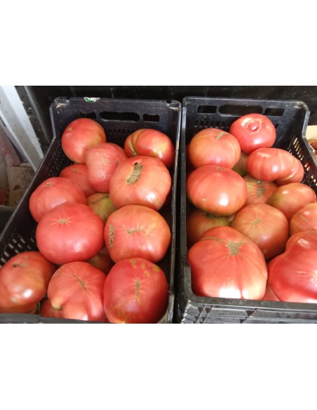 Tomate rosa de Huesca